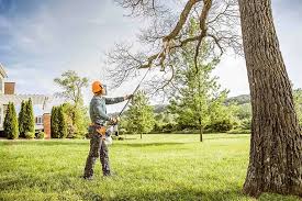 Best Tree Disease Treatment  in Ringgold, GA