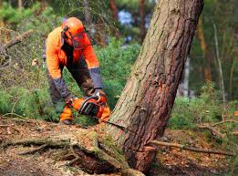 Best Commercial Tree Services  in Ringgold, GA