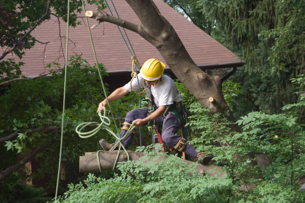 Best Lawn Disease Treatment  in Ringgold, GA