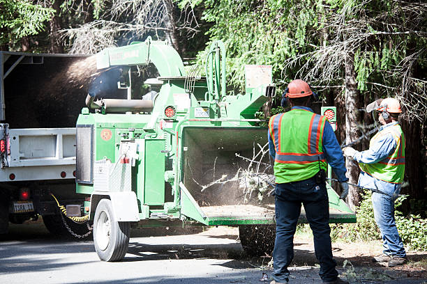 Best Mulching Services  in Ringgold, GA