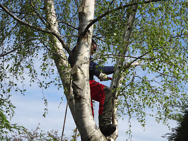 Best Hazardous Tree Removal  in Ringgold, GA
