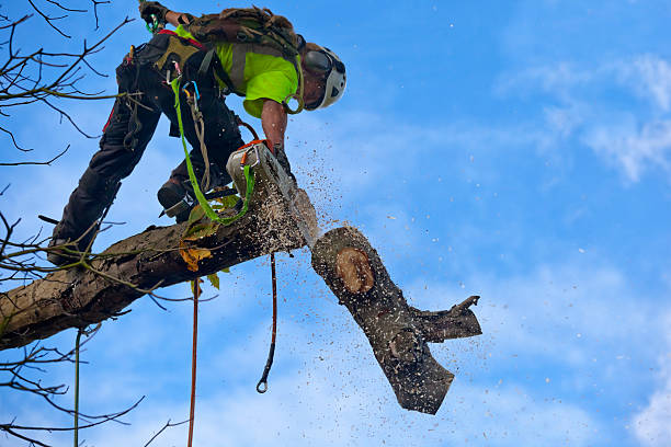 Ringgold, GA Tree Care Company